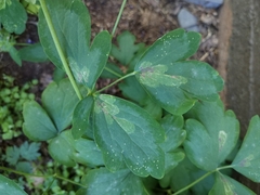 Phytomyza aquilegiae