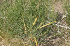 Amsonia arenaria