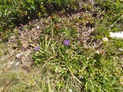 Phyteuma hemisphaericum