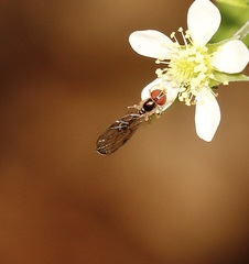 Ocyptamus fuscipennis