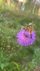 Melitaea athalia
