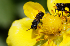 Hylaeus