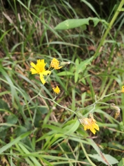 Hieracium prenanthoides
