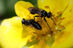 Hylaeus