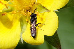 Hylaeus