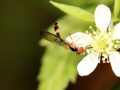 Ocyptamus fuscipennis