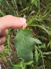 Hieracium prenanthoides