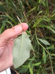 Hieracium prenanthoides