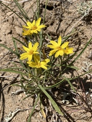 Stenotus armerioides