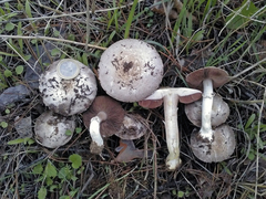 Agaricus pseudopratensis