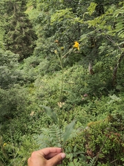 Hieracium prenanthoides