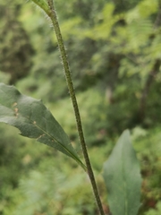 Hieracium prenanthoides