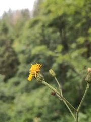 Hieracium prenanthoides