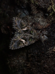 Trachea atriplicis