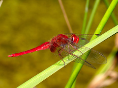 Crocothemis erythraea