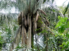 Attalea butyracea
