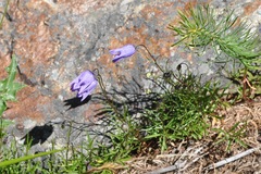 Campanula excisa