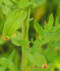 Cryptocephalus moraei