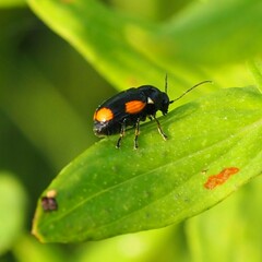 Cryptocephalus moraei