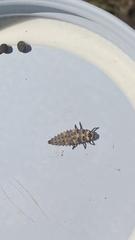 Coccinella undecimpunctata