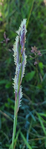 alkali cordgrass