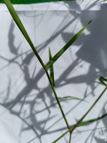 Image of Sacciolepis striata by (c) Athena Philips, some rights reserved (CC BY)