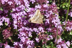 Pyrausta aerealis