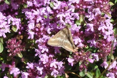 Pyrausta aerealis