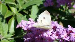 Pieris