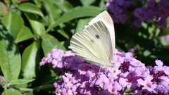 Pieris