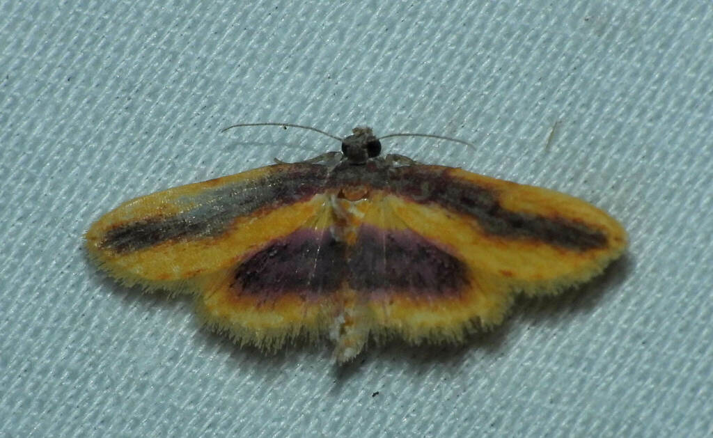 Lycaugesia fuscifascia