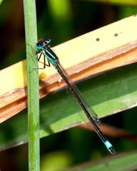 Ischnura graellsii