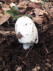 Amanita elliptosperma