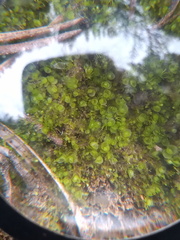 Solenostoma gracillimum