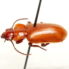 Physea hirta