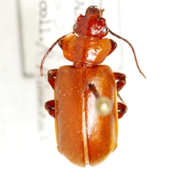 Physea hirta