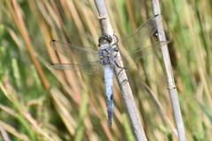 Orthetrum cancellatum