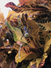 Argiope submaronica