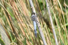 Orthetrum cancellatum