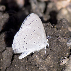 Celastrina echo cinerea