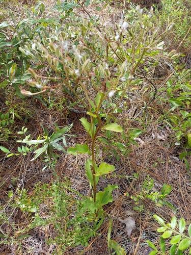 Arnoglossum floridanum, photograph 3