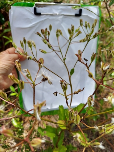 Arnoglossum floridanum, photograph 4