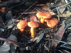 Cortinarius austrocinnabarinus