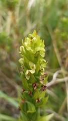 Platanthera pollostantha