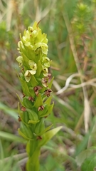 Platanthera pollostantha