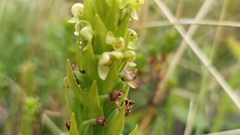 Platanthera pollostantha
