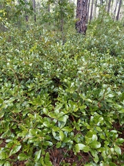 Quercus pumila