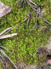 Solenostoma gracillimum