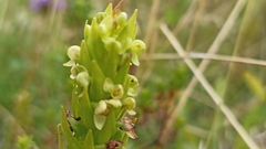 Platanthera pollostantha