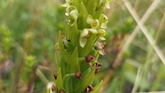 Platanthera pollostantha